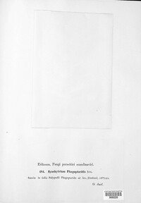 Synchytrium phegopteridis image